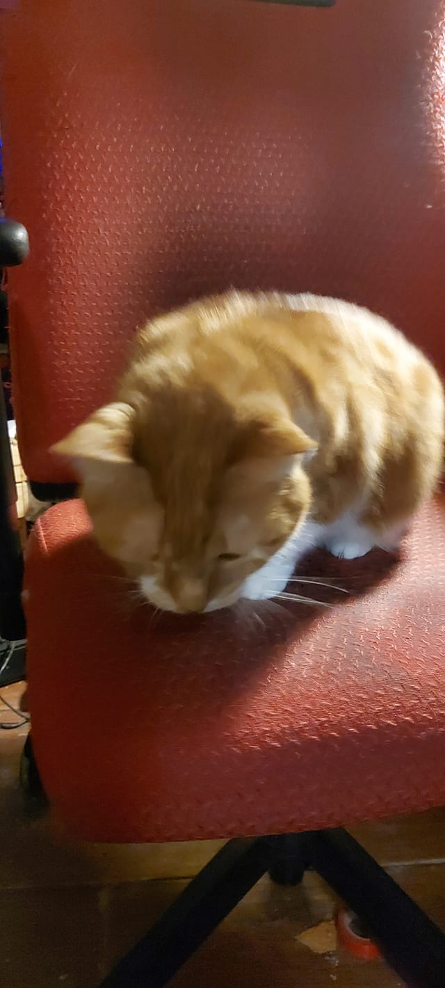 An orange cat sits on a red computer chair and looks at the floor